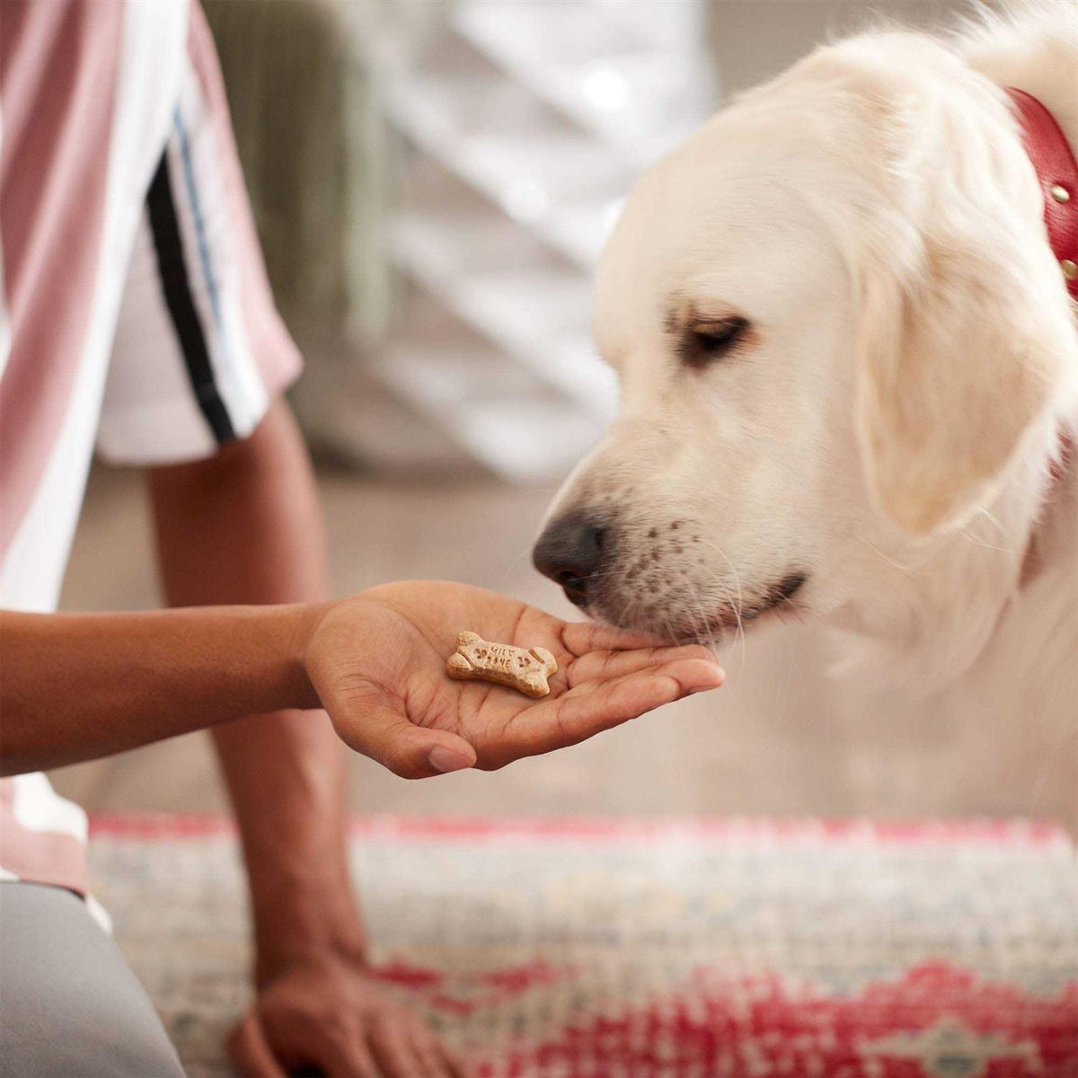 Dipped Dog H686686