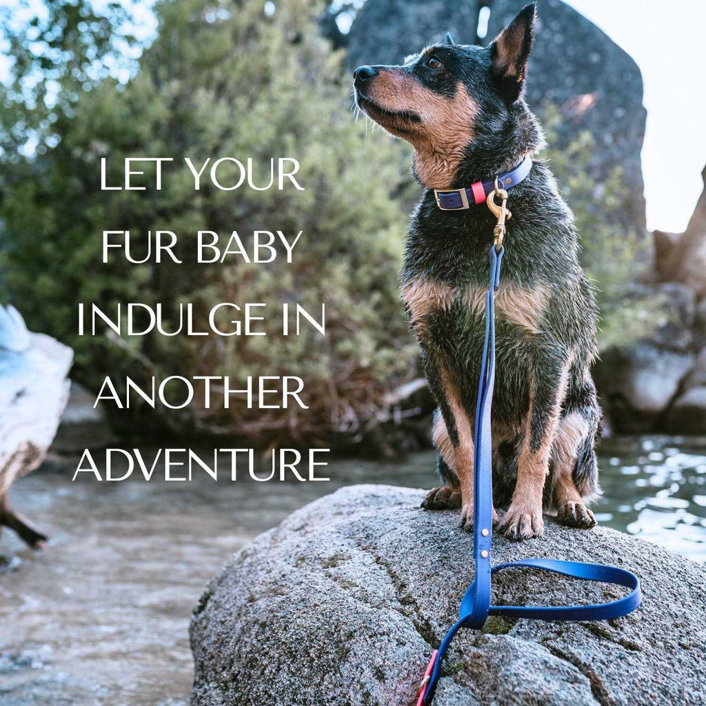 Waterproof Odorless Dog Collar A491833