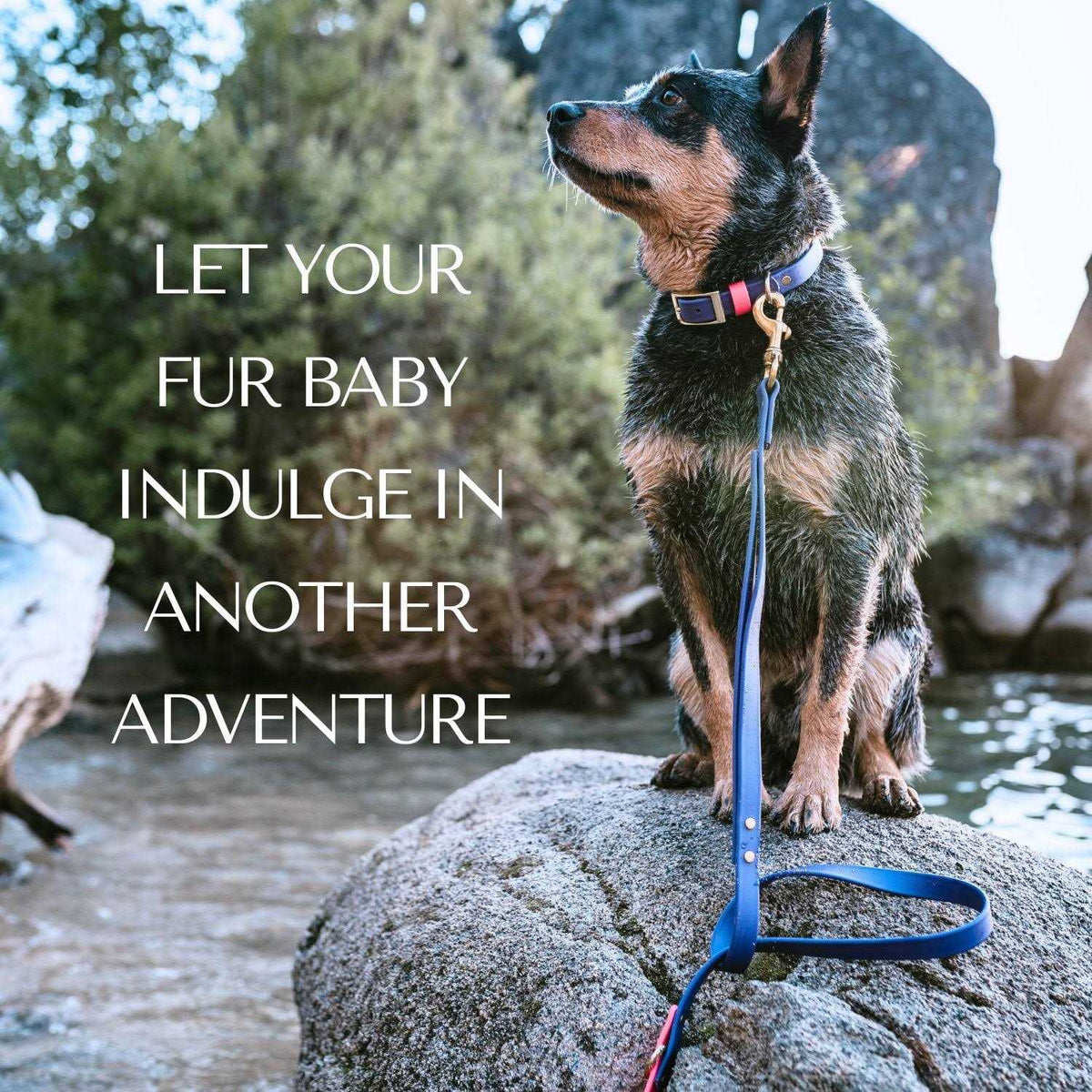 Waterproof Odorless Dog Collar A491833