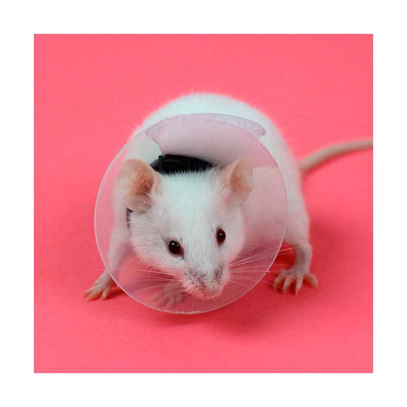 Collar Rodents Pet Supplies N769