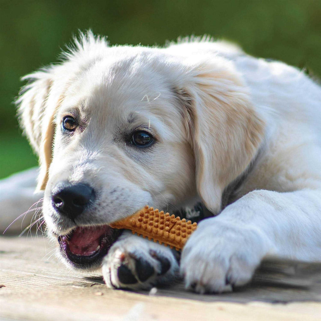 Turkey and Sweet Potato Dental Dog Treats A40076