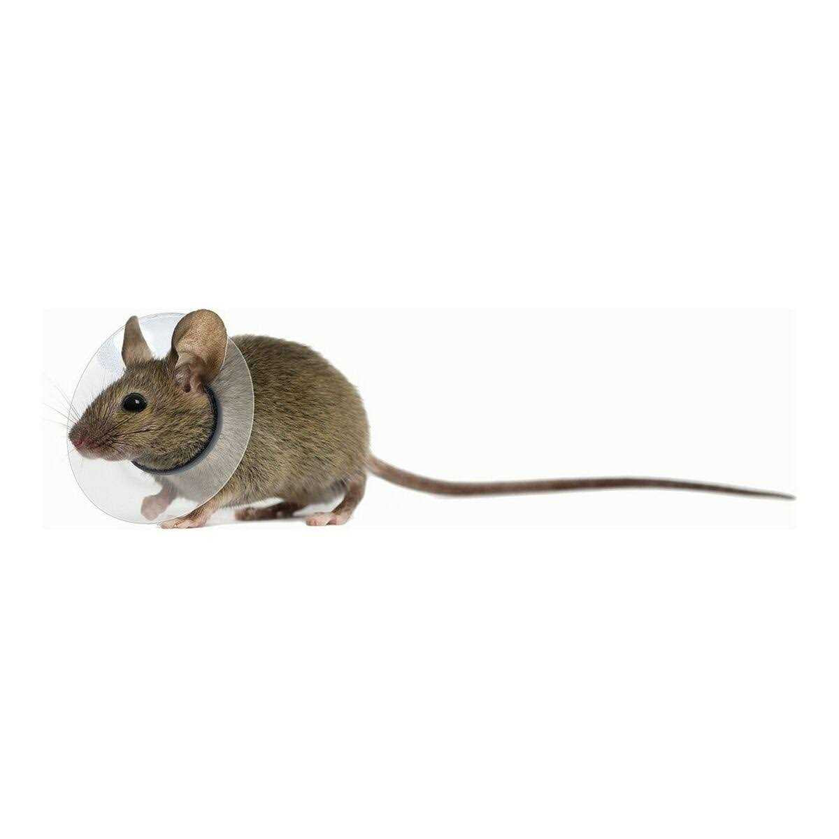 Collar Rodents Pet Supplies N769
