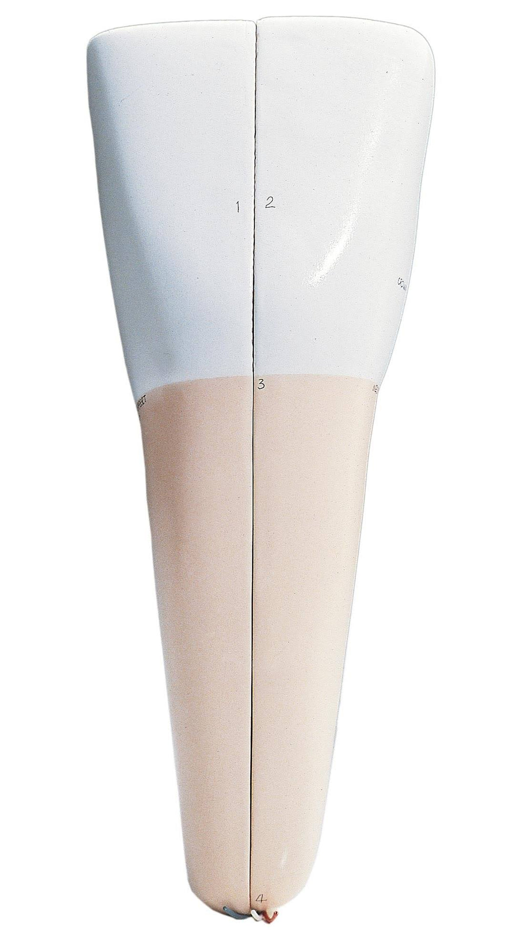 Anatomical Model Q8083