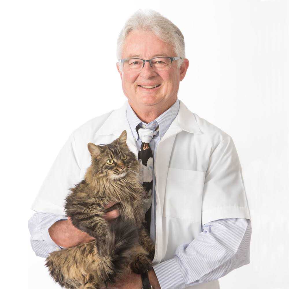 Long Haired Cat Litter T831