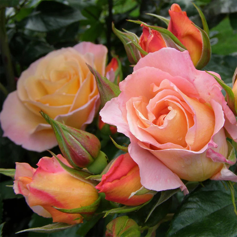 English Rose Plant N325629