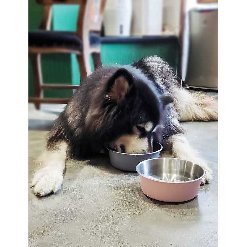 Elevated Dog Bowls with 2 Stainless Steel Bowls E6406