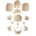 Disarticulated Human Skull N2773