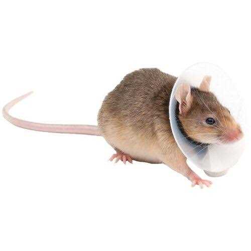 Collar Rodents Pet Supplies N769