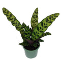 4" Pot Calathea lancifolia House Plant L2605