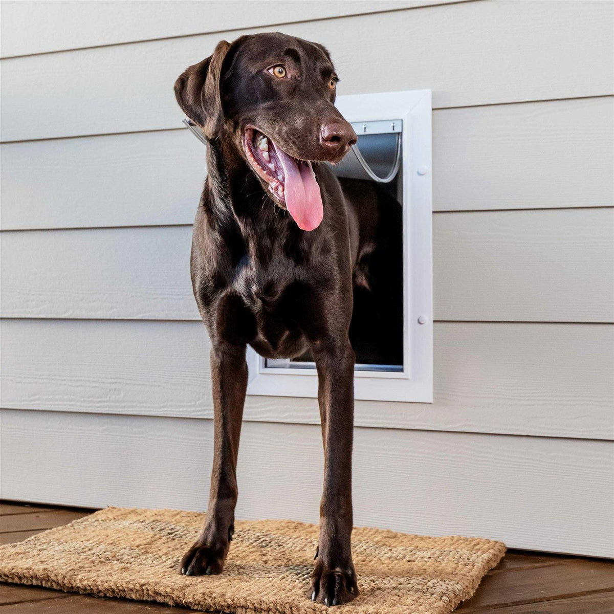 Wall Entry Pet Door K2596