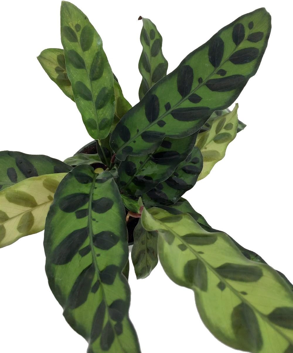 4" Pot Calathea lancifolia House Plant L2605
