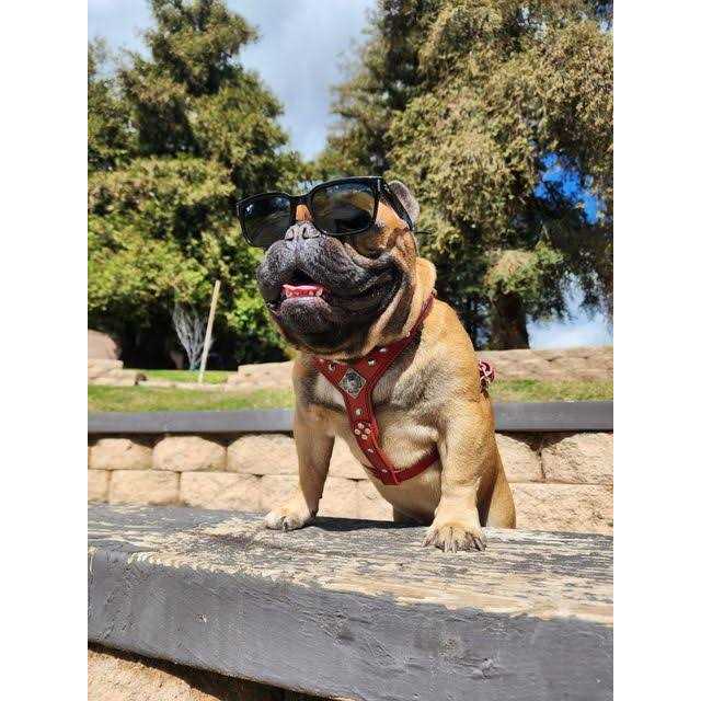 Dog Leather Harness E469