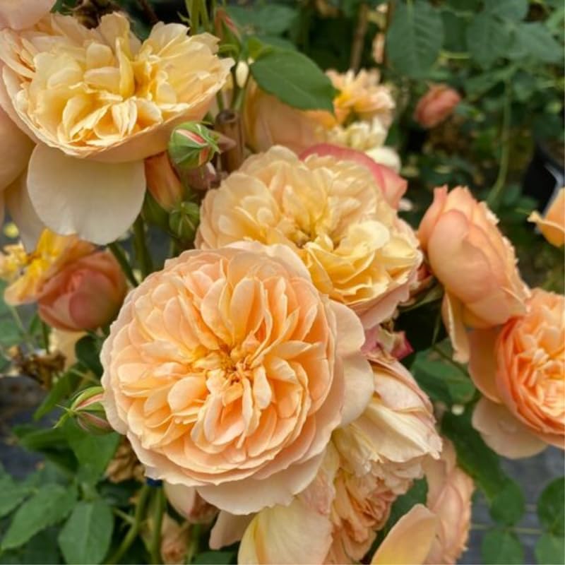 Live Climbing Rose Bush Plant Starter Size U9805