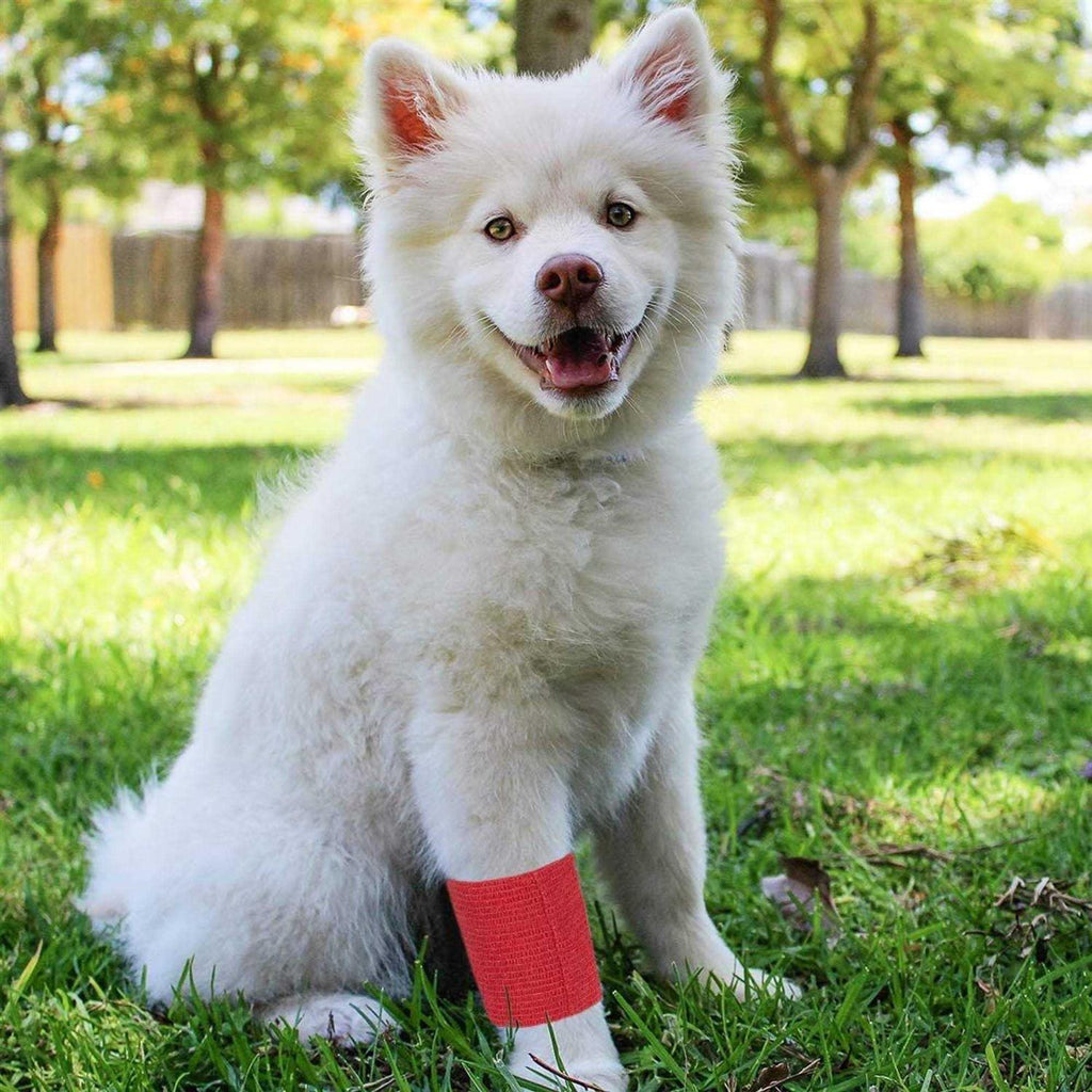 Self Adhesive Bandage Wrap T86175