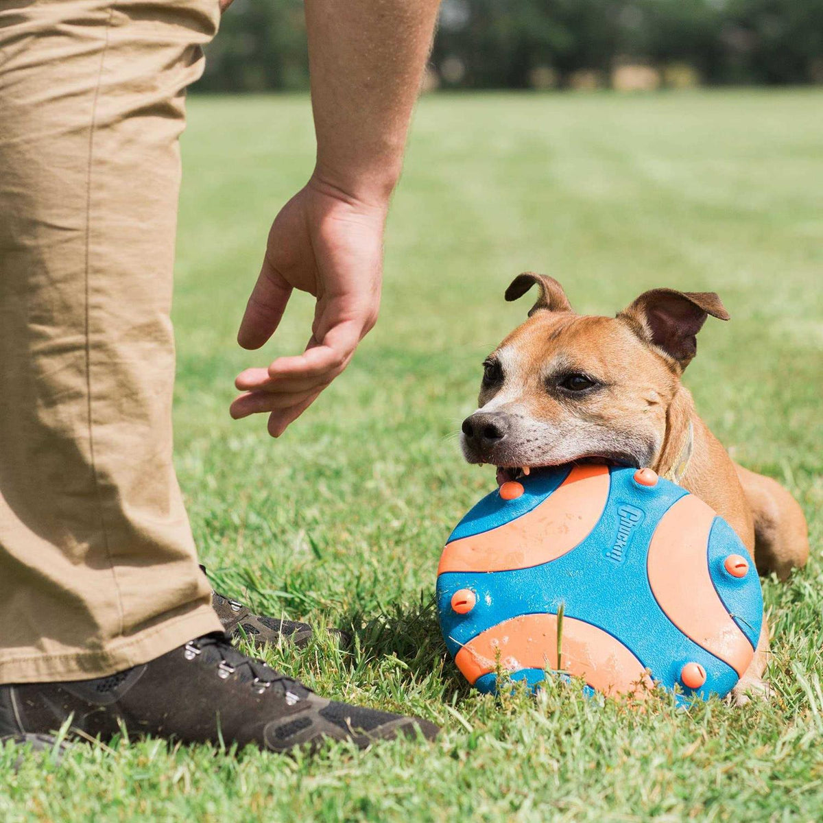 Whistle Dog Toy H577704