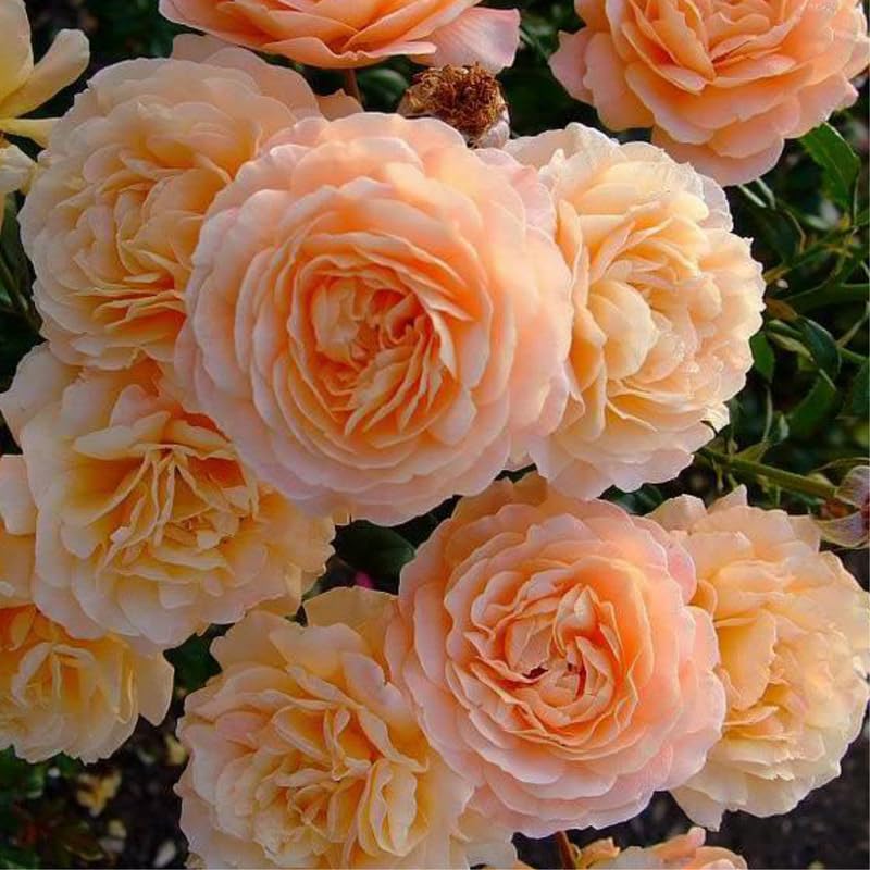 Live Climbing Rose Bush Plant Starter Size U9805