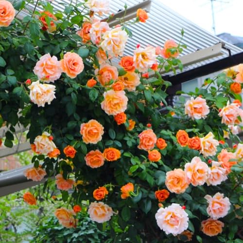 Live Climbing Rose Bush Plant Starter Size U9805