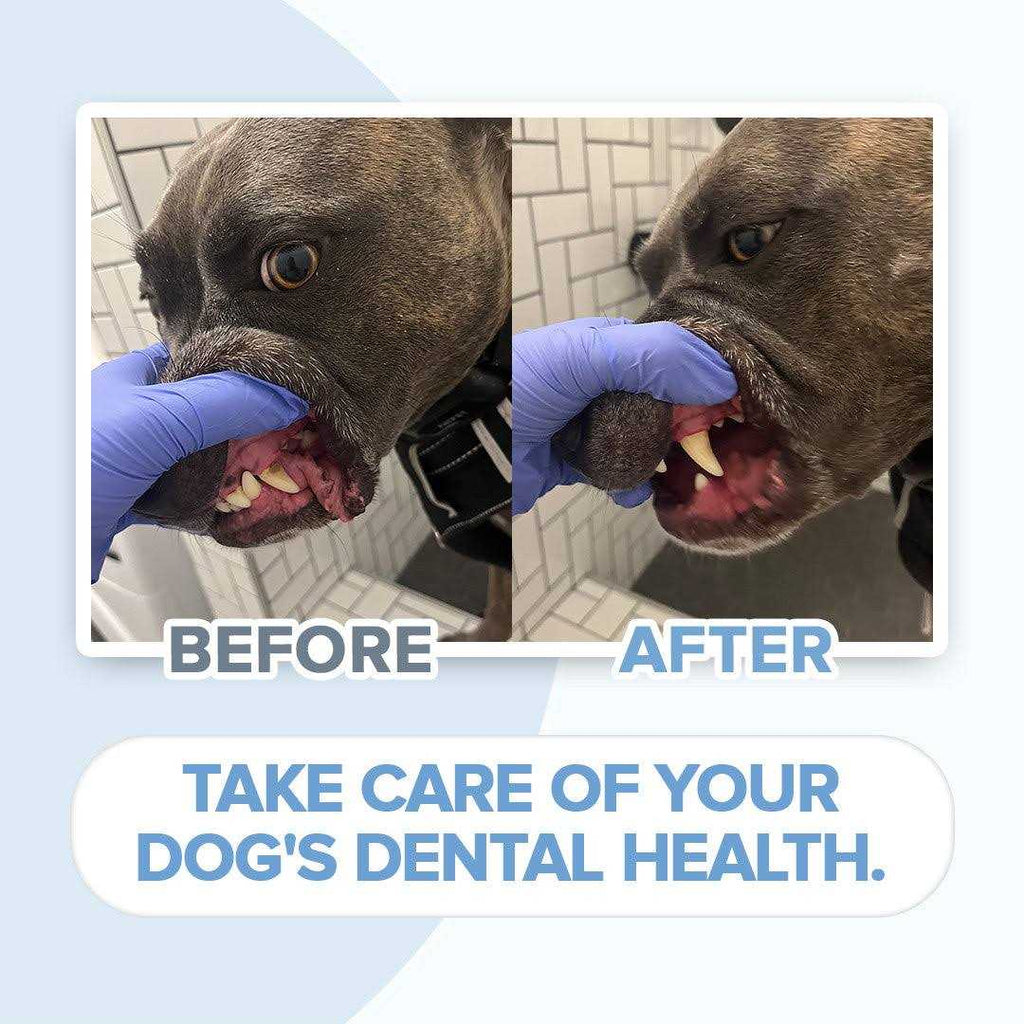 Electric Toothbrush for Dogs with Brush Heads I499033