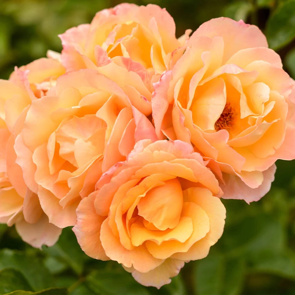 English Rose Plant N325629