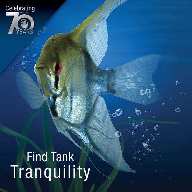20 Gallon Aquarium With Filter And Heating Lamps U181
