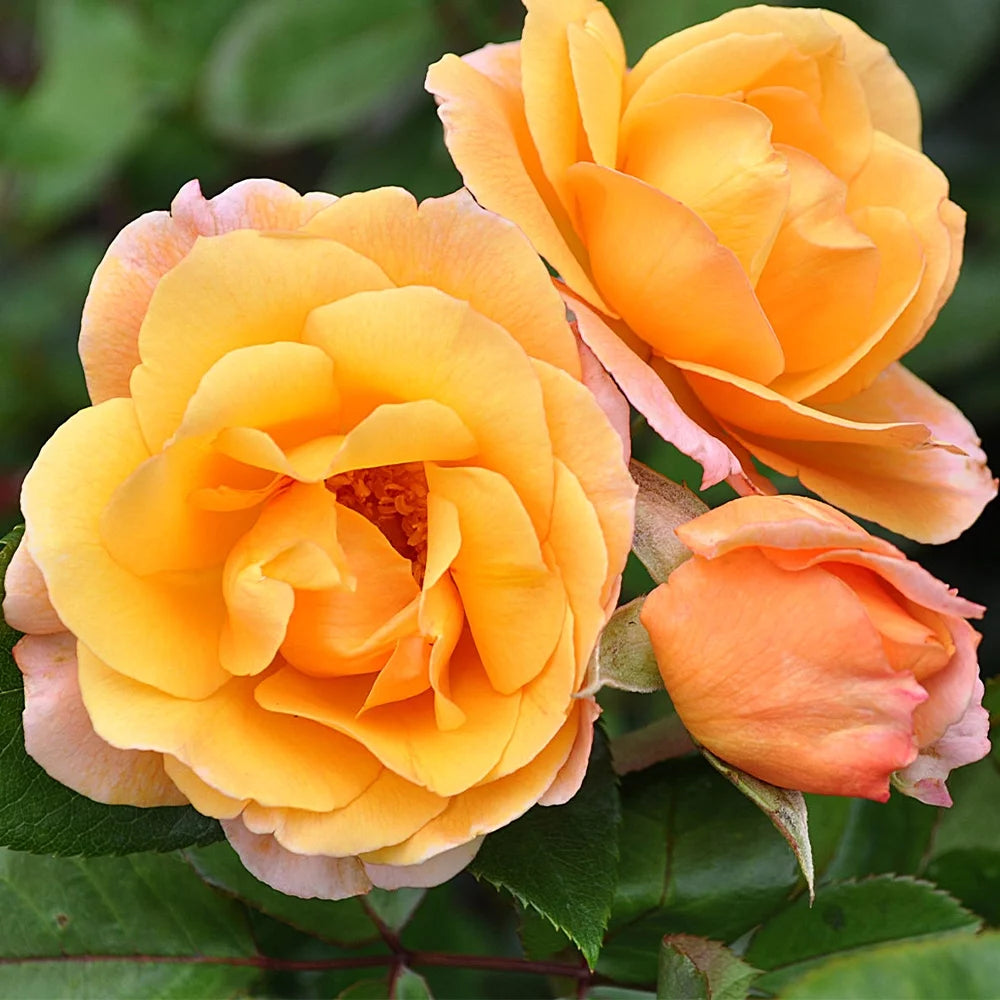 English Rose Plant N325629