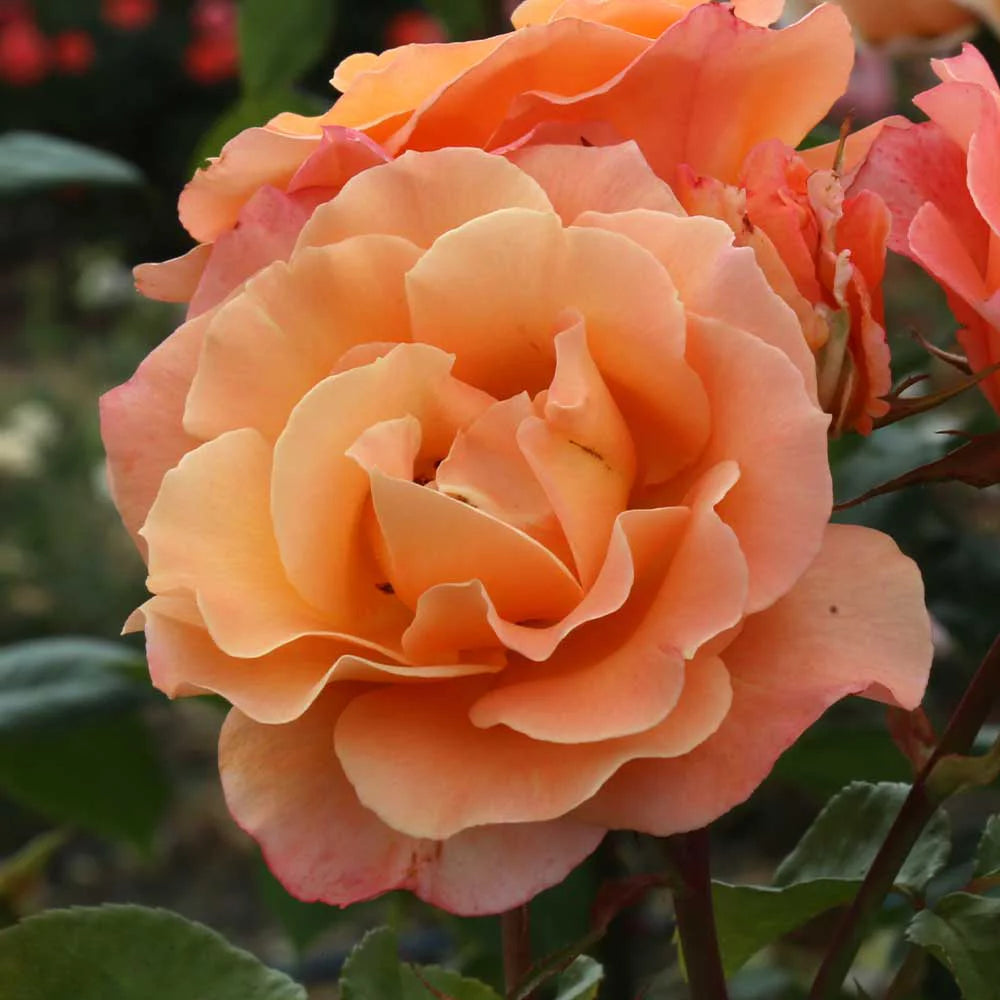 English Rose Plant N325629