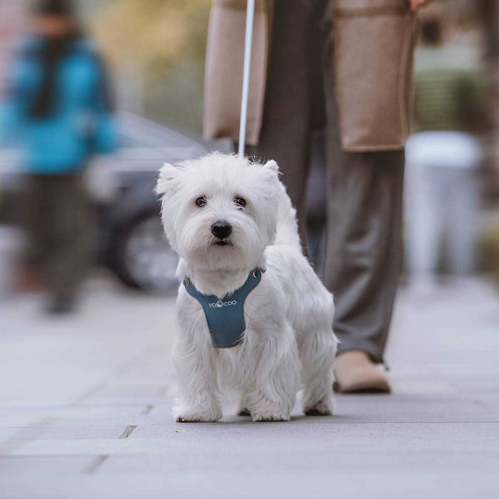 Pet Harness and Leash Set K14256