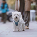 Pet Harness and Leash Set K14256