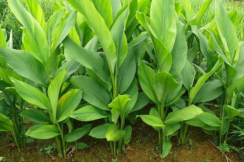 10 Turmeric Rhizomes U598