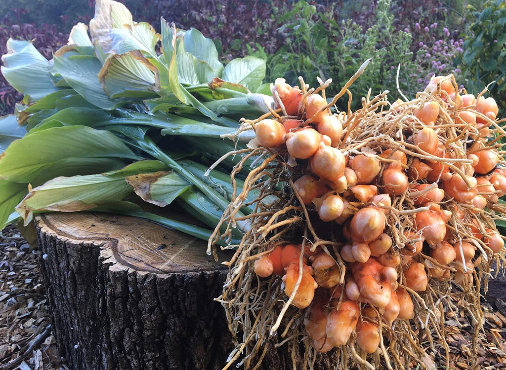 10 Turmeric Rhizomes U598