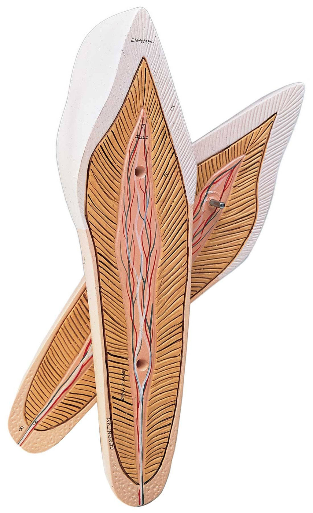 Anatomical Model Q8083