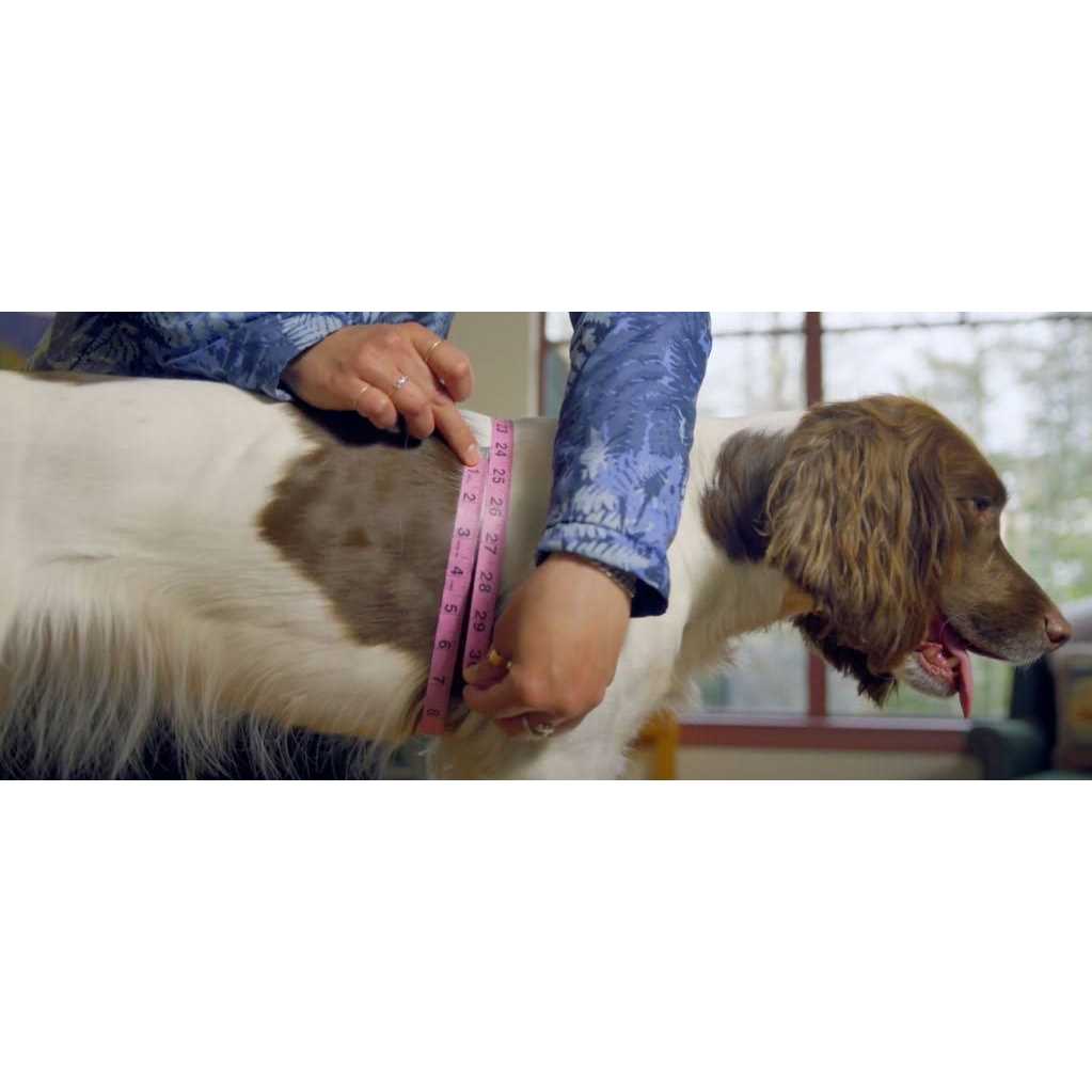 Dog Harness R94907