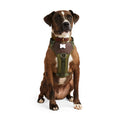 Dog Harness I49267