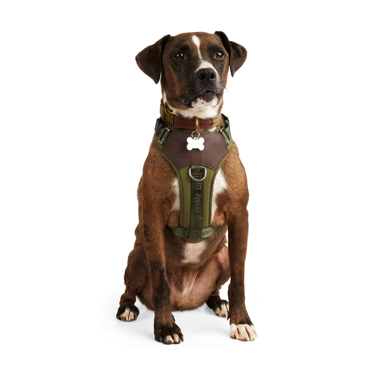 Dog Harness I49267