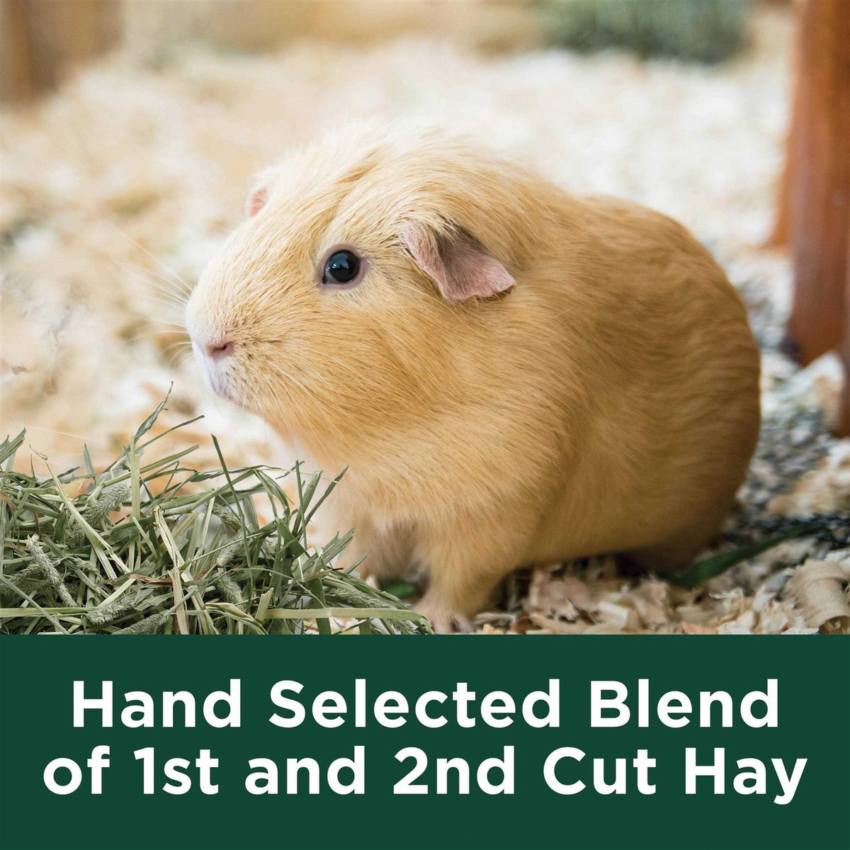 Timothy Hay T847172