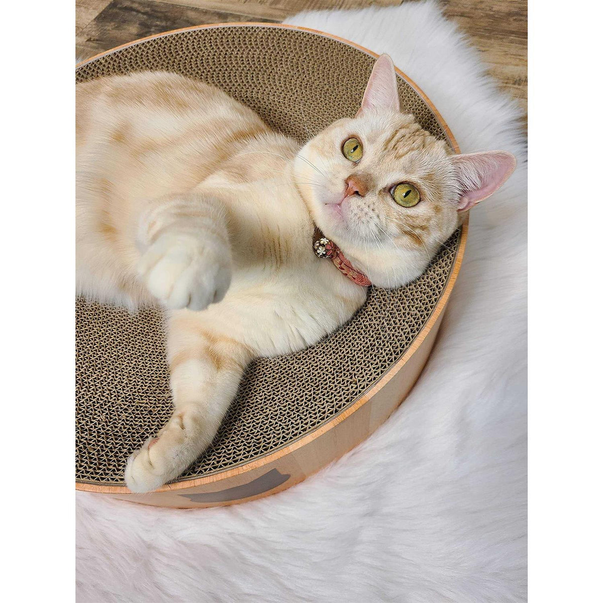 Cat Scratcher Bowl B38341