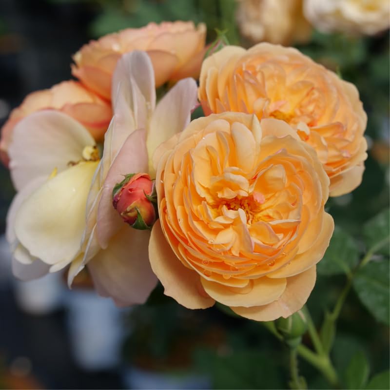 Live Climbing Rose Bush Plant Starter Size U9805