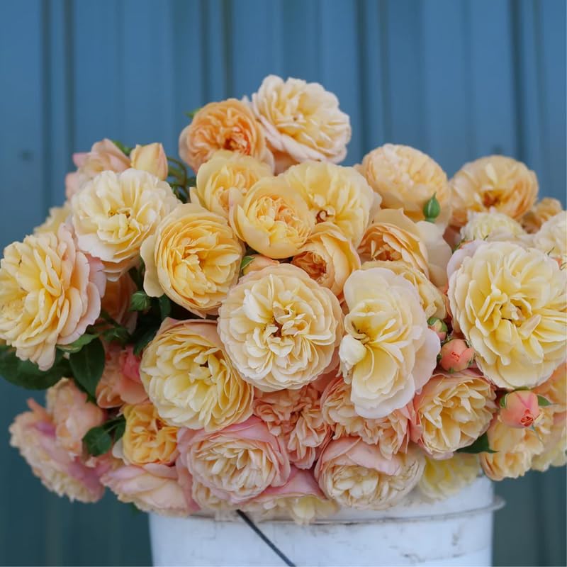 Live Climbing Rose Bush Plant Starter Size U9805