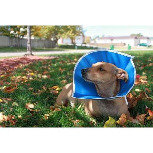 Recovery Collar I90485