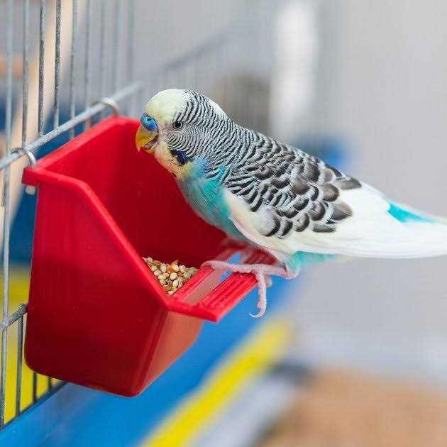 Universal Blend Birds N923615