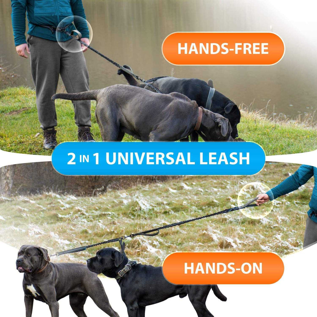 Hands Free Double Dog Leash Q180