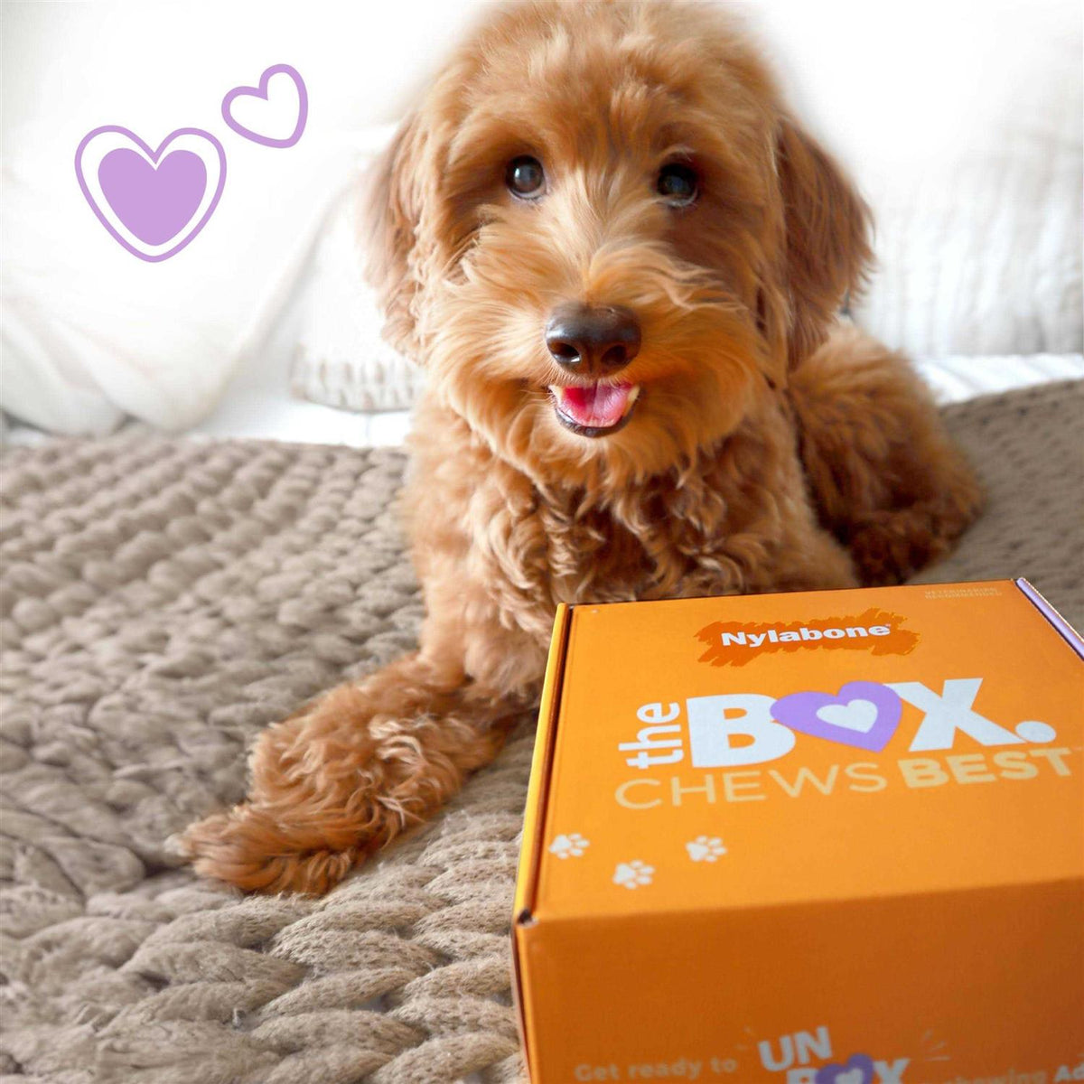 Chew Toy & Treat Gift Box L35735