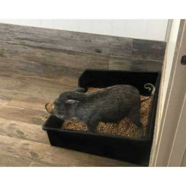 Extra Large Litter Box B975