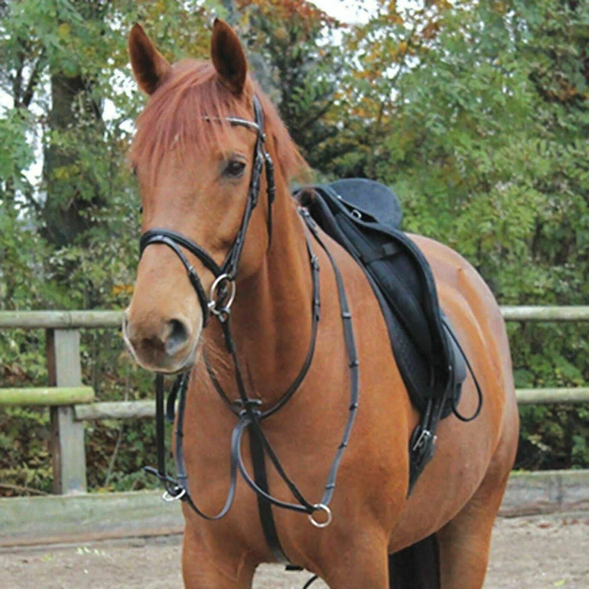 Black Martingale O38627