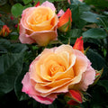 English Rose Plant N325629