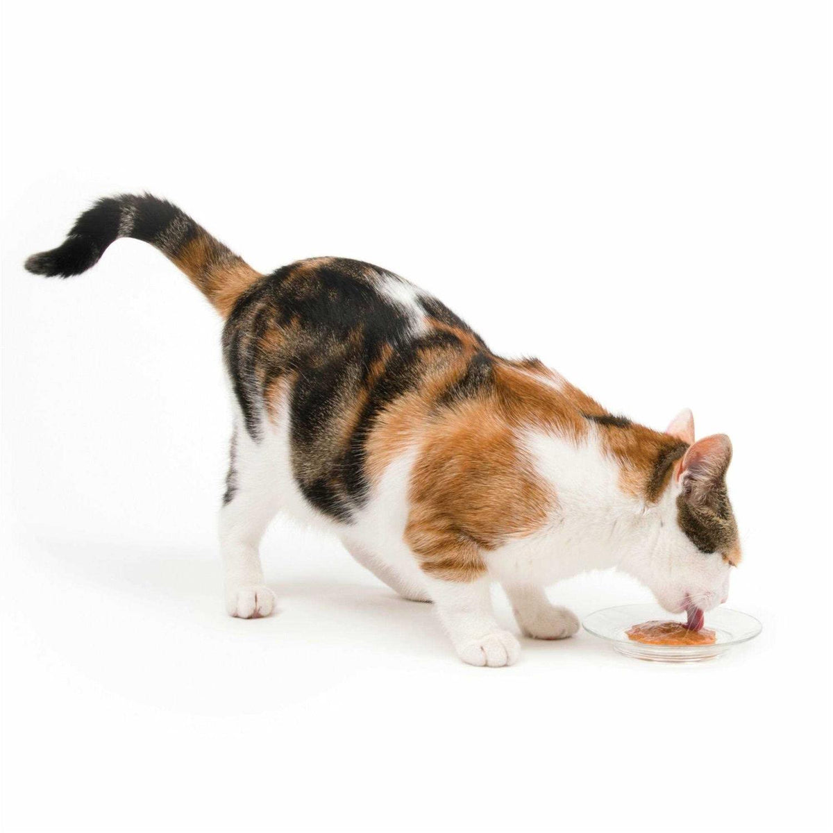 Cat Supplies J95626
