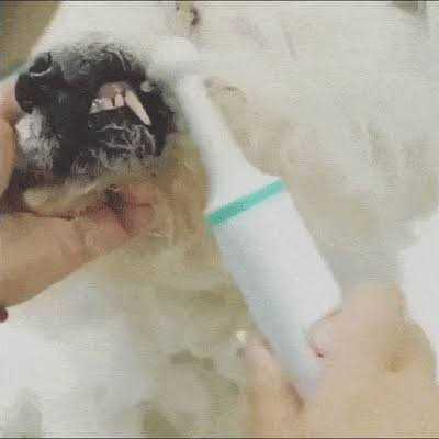 Electric Toothbrush for Dogs with Brush Heads I499033